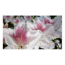 Business Cards White Pink Azalea Flowers