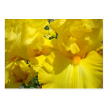 Business Cards Yellow Iris Flowers Colourful Brigh