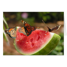 Butterflies and watermelon greeting cards