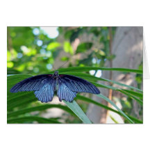 Butterflies Cards