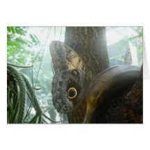 Butterflies in the Mist Card