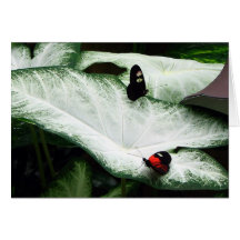 Butterflies on White Caladiums Cards