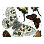 Butterflies Post Card