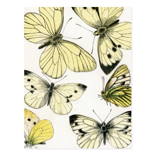 Butterflies Postcard
