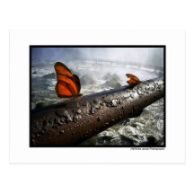 Butterflies Postcard
