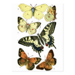 Butterflies Postcards