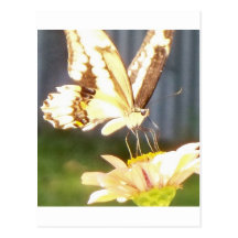 butterfliy love postcard