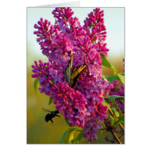 Butterfly and Bumble Bee on Lilacs Greeting Card