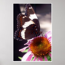 Butterfly and Echinecea 42 Poster