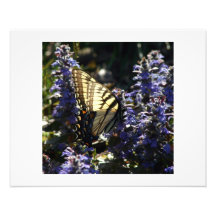Butterfly Art Photo