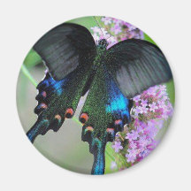 Butterfly Beauty Refrigerator Magnet