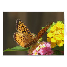 Butterfly Card
