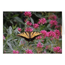 Butterfly Cards
