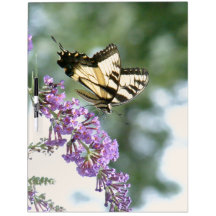 Butterfly Dry Erase Board