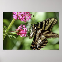 Butterfly Flower Print