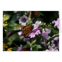 Butterfly Greeting Card
