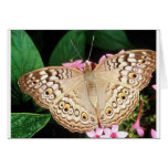 Butterfly Greeting Card