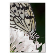 Butterfly Greeting Card