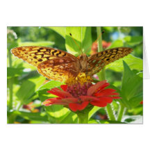 Butterfly Greeting Cards