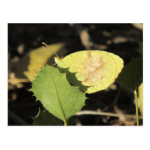 Butterfly Hiding Behind a Leaf Postcard