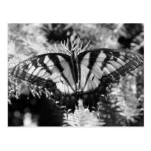 Butterfly In Black and White Postcard