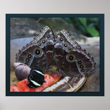 Butterfly Jewels Canvas Print