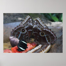 Butterfly Jewels Poster