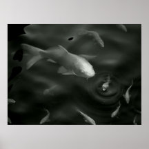 butterfly kois poster