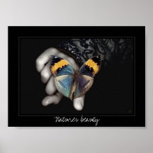 butterfly, Natures beauty Posters