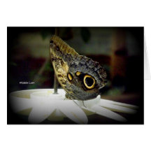Butterfly Note Card