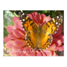 Butterfly on a Pink Zinnia Postcard