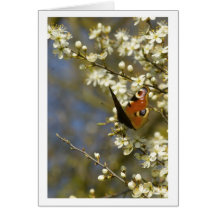 Butterfly on blossom greeting card