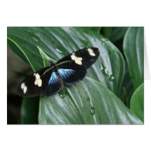 Butterfly on Leaf Cards