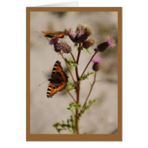 Butterfly on Plant Note Card