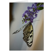 Butterfly on Purple flowers Greeting Card