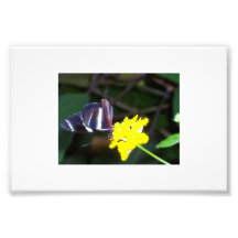 Butterfly Photo Art