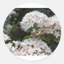 Butterfly Pictures Sticker