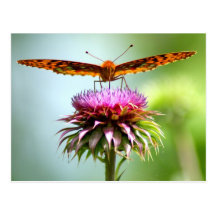 Butterfly Post Card