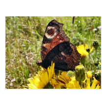 Butterfly Post Card
