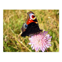 Butterfly Post Cards
