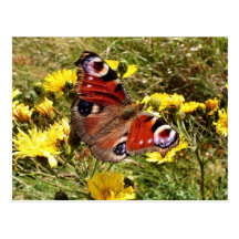 Butterfly Postcard