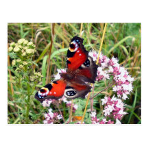 Butterfly Postcard