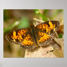 Butterfly Print