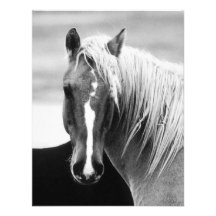 BW Horse Portrait Announcements