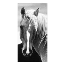 BW Horse Portrait Custom Photo Card