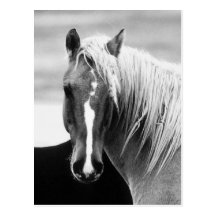 BW Horse Portrait Postcard