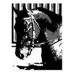 BW Stallion Horse Post Card
