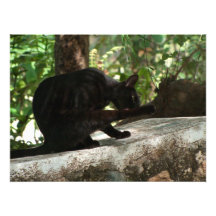 BYOG Black Cat Yoga Photographic Print