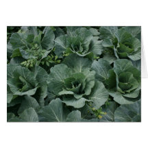 Cabbage Card