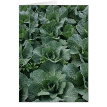 Cabbage Greeting Card